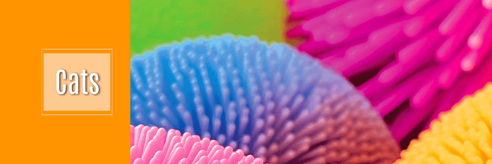 Cat Collection - Streamline NY Retail Store