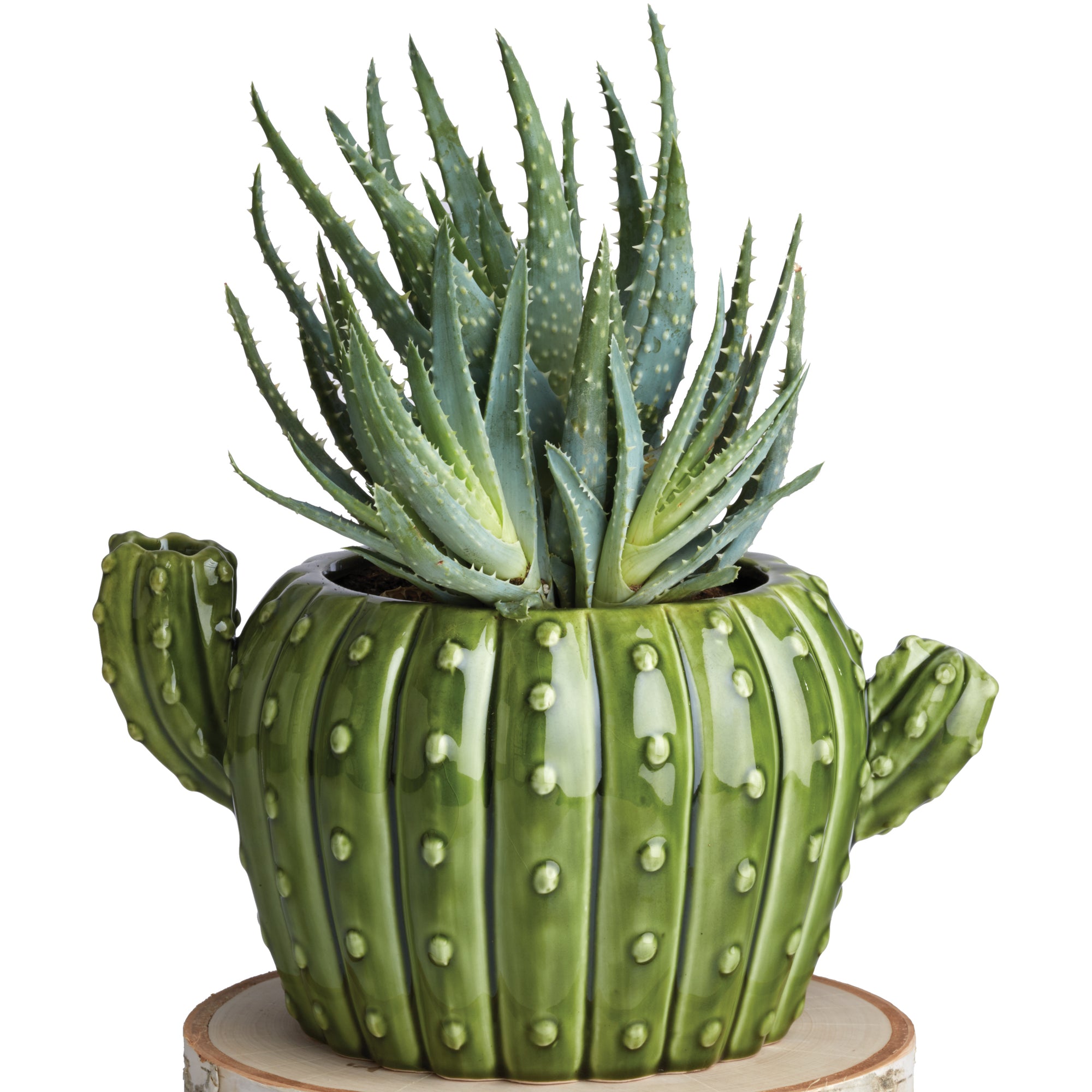 Cactus Planter