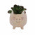 Piggy Planter