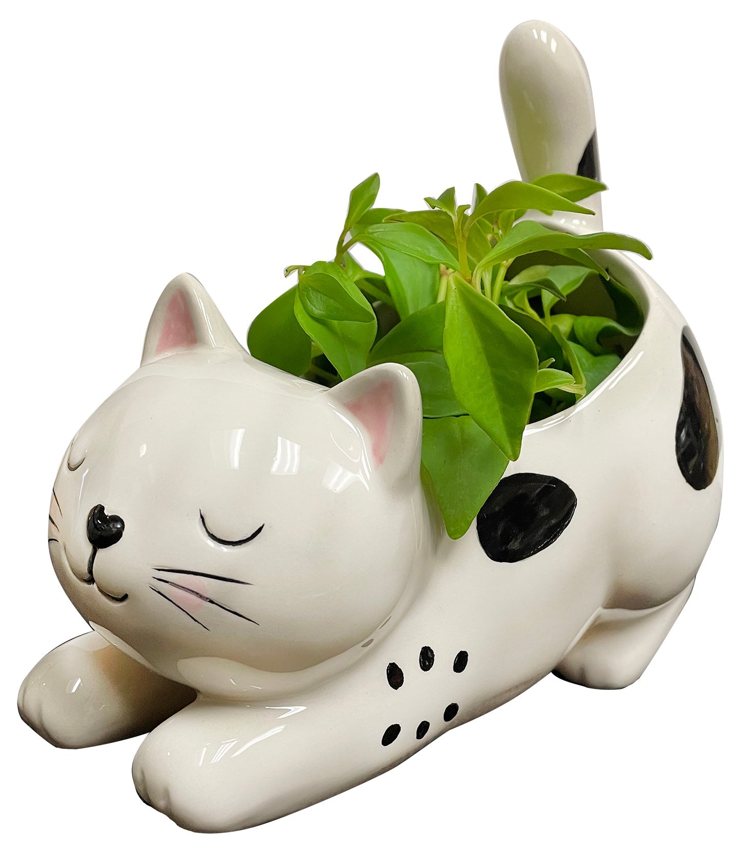 kitty succulent planter Raise Your Bum Kitty Planter