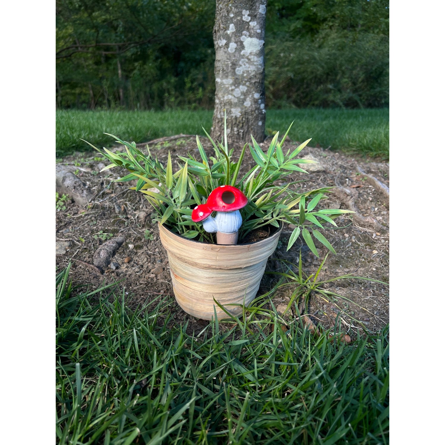 Mushroom Watering Spikes